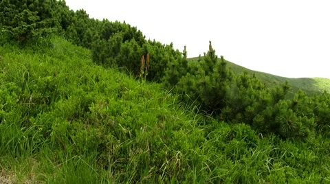 Spruce bushes in the mountains Stock Footage 68818692