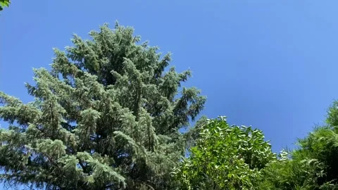 Spruce, cedar and green trees sway in strong wind Stock Footage 225510015