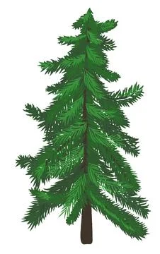 Spruce. Christmas. Vector Stock Illustration