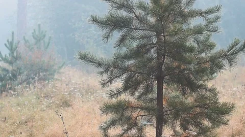 Spruce on clearing in mixed forest. standing alone young evergreen tree Stock Footage 80233387