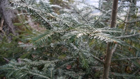 Spruce close-up in the forest, bottom-up movement Stock Footage 100436250