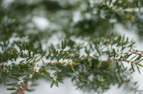 Spruce close up Stock Photos