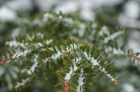 Spruce close up Stock Photos