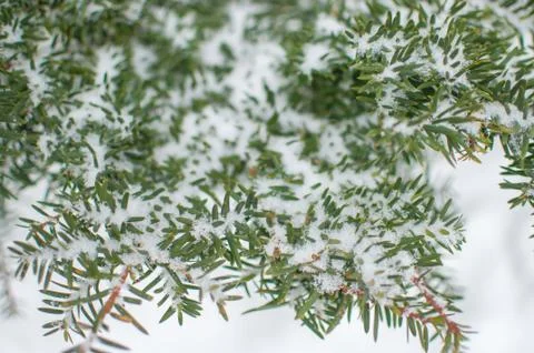 Spruce close up Stock Photos