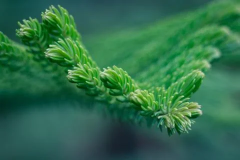 Spruce closeup macro with cold tones Stock Photos
