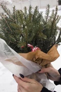 Spruce composition Stock Photos