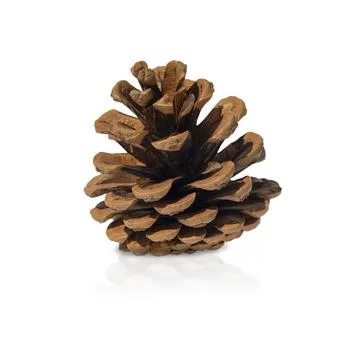 Spruce cone close-up on a white background. Isolate. Stock Photos