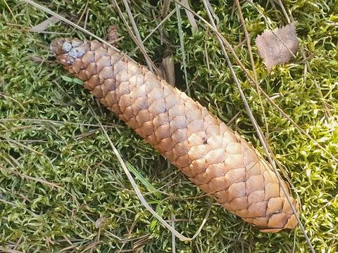 A spruce cone fallen from the tree on the mossy forest floor. Stock Photos