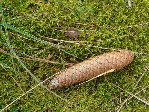 A spruce cone fallen from the tree on the mossy forest floor. Foto stock