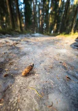 Spruce Cone on Ice Foto stock
