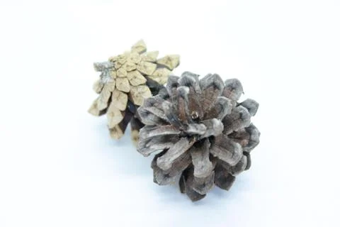 Spruce cone is located on a white background Stock Photos