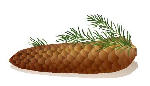 Spruce Cone Needles Stock Illustration