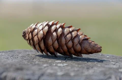 Spruce cone on an old stump in the forest. Stock Photos