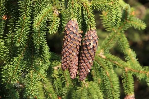 Spruce cone Stock Photos