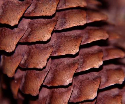 Spruce cone Stock Photos