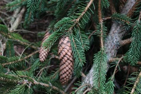 Spruce cone on a spruce Foto stock