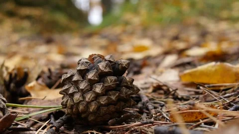 A spruce cone in the taiga on a cloudy day. Stock Footage 295701811