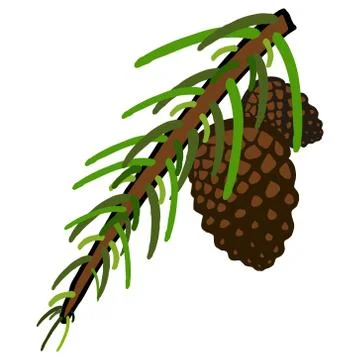 Spruce cone. Vector illustration of a pine cone on a pine branch. Fir-tree br Stock Illustration