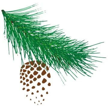 Spruce cone. Vector illustration of a pine cone on a pine branch. Fir-tree br Stock Illustration