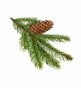 Spruce with a cone on a white Stock Photos