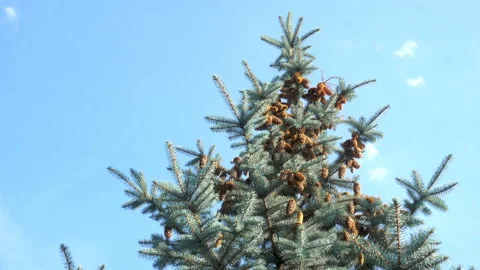 Spruce with cones in 4K. Stock Footage 139443079