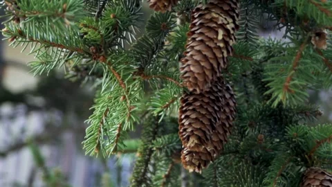 Spruce cones . Cones on spruce branches illuminated by sunlight. Stock Footage 315179527