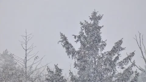 Spruce with cones during snow in blizzard. Snowstorm weather in winter Video stock 222967573