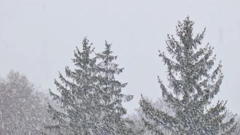Spruce with cones during snow in blizzard. Snowstorm weather in winter Video stock 222967680
