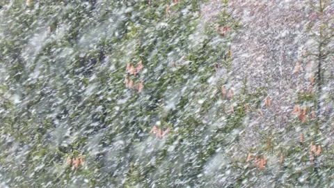 Spruce with cones during snow in blizzard. Snowstorm weather in winter Video stock 222967710