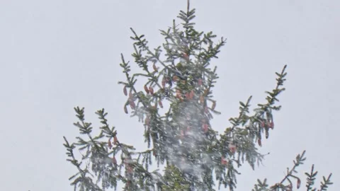 Spruce with cones during snow in blizzard. Snowstorm weather in winter Video stock 222969622
