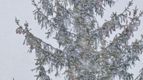 Spruce with cones during snow in blizzard. Snowstorm weather in winter Video stock 222969631