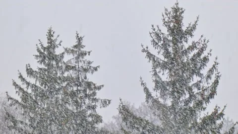 Spruce with cones during snow in blizzard. Snowstorm weather in winter Video stock 222970216