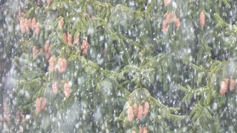 Spruce with cones during snow in blizzard. Snowstorm weather in winter Video stock 223012991