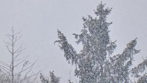 Spruce with cones during snow in blizzard. Snowstorm weather in winter Video stock 223013389