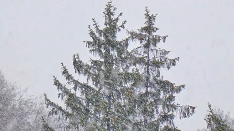Spruce with cones during snow in blizzard. Snowstorm weather in winter Video stock 223013391