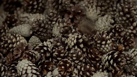 Spruce cones fall into heap closeup after passing automated cleaning process Stock Footage 107176918