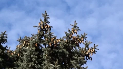 Spruce with cones Stock Footage 47560994