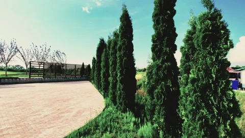 Spruce with cones in the forest Stock Footage 133515434