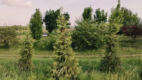 Spruce with cones in the forest Stock Footage 133515634