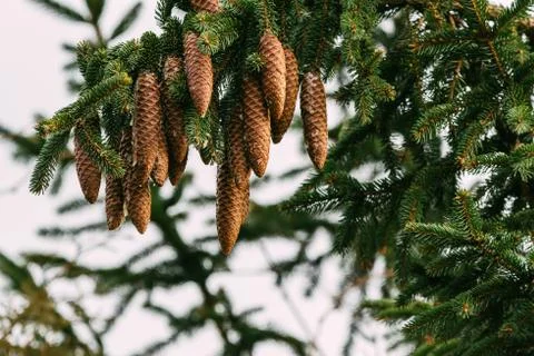 Spruce cones growing on a tree Foto stock