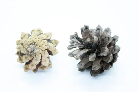 Spruce cones located on a white background Stock Photos