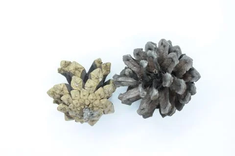 Spruce cones located on a white background Stock Photos