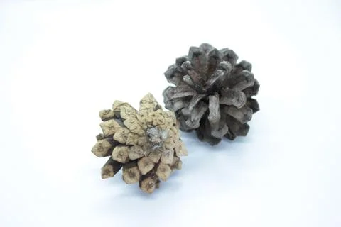 Spruce cones located on a white background Stock Photos