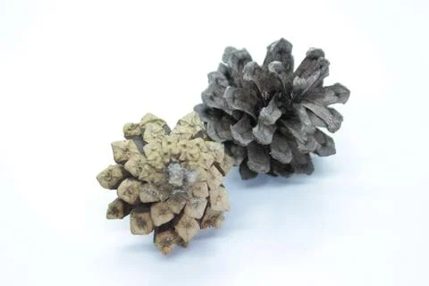 Spruce cones located on a white background Stock Photos