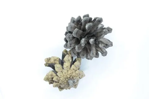 Spruce cones located on a white background Stock Photos