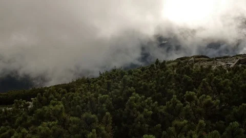 Spruce with cones in mountain top on background of a rapidly running clouds Stock Footage 77554353