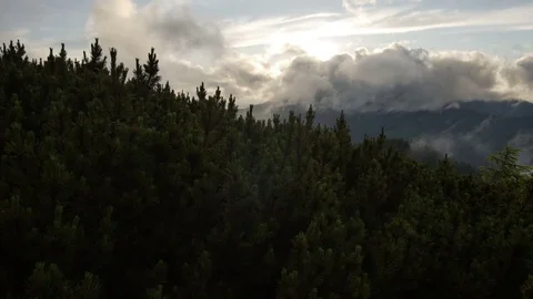 Spruce with cones in mountain top on background of a rapidly running clouds Stock Footage 77556270