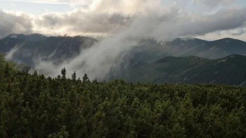 Spruce with cones in mountain top on background of a rapidly running clouds 스톡 동영상 77556557