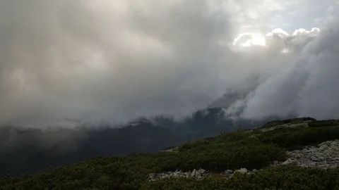 Spruce with cones in mountain top on background of a rapidly running clouds Stock Footage 77559927