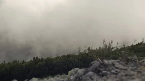 Spruce with cones in mountain top on background of a rapidly running clouds Stock Footage 77572721
